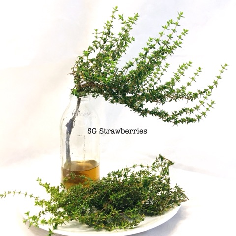 How To Propagate Thyme Growing Strawberries And Other Cool Stuff In Singapore