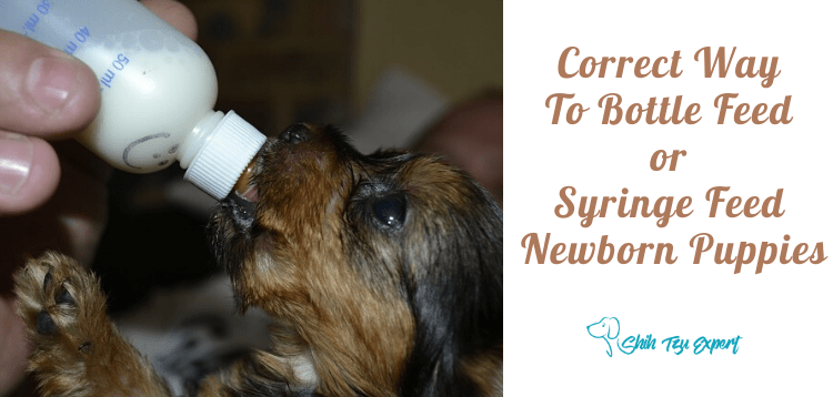 Correct Way To Bottle Feed Or Syringe Feed Newborn Puppies Shih Tzu Expert