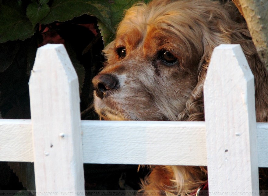 Best Wireless Fence For Large Dogs Shih Tzu Expert