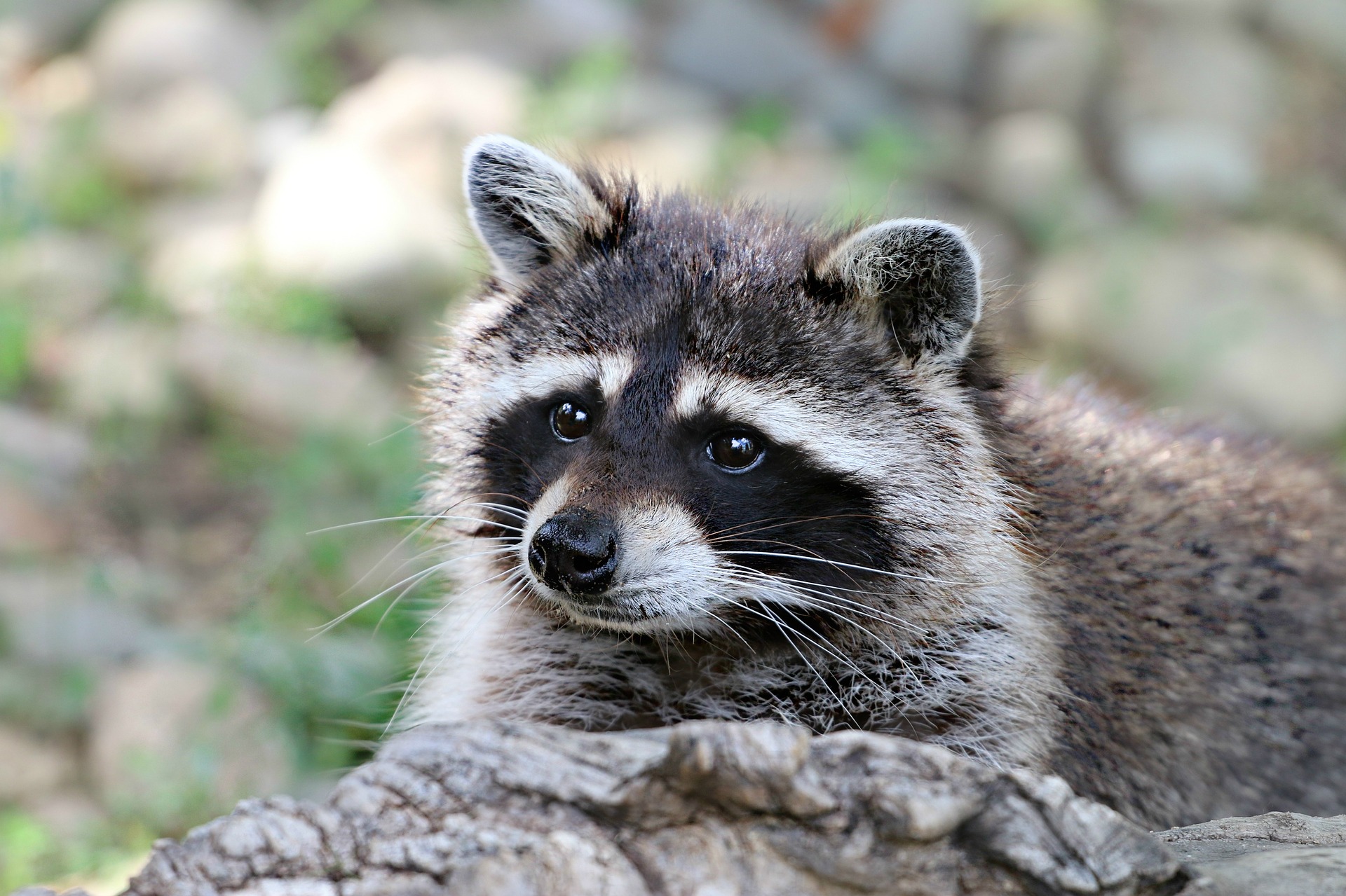 photo of raccoon