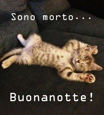 Immagini Divertenti Buonanotte Gatti