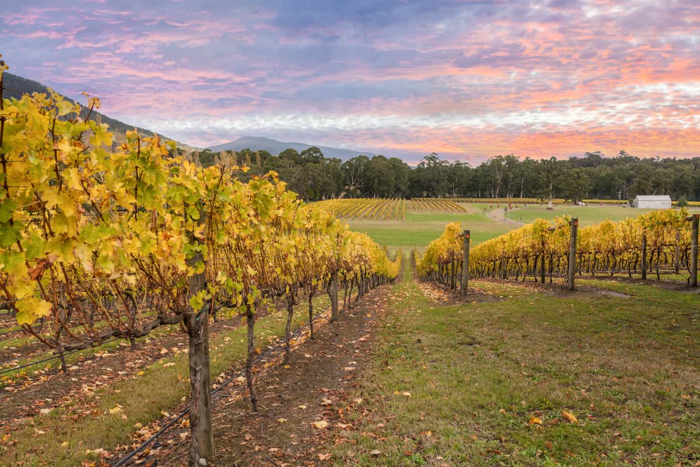 Yarra Valley Vineyard