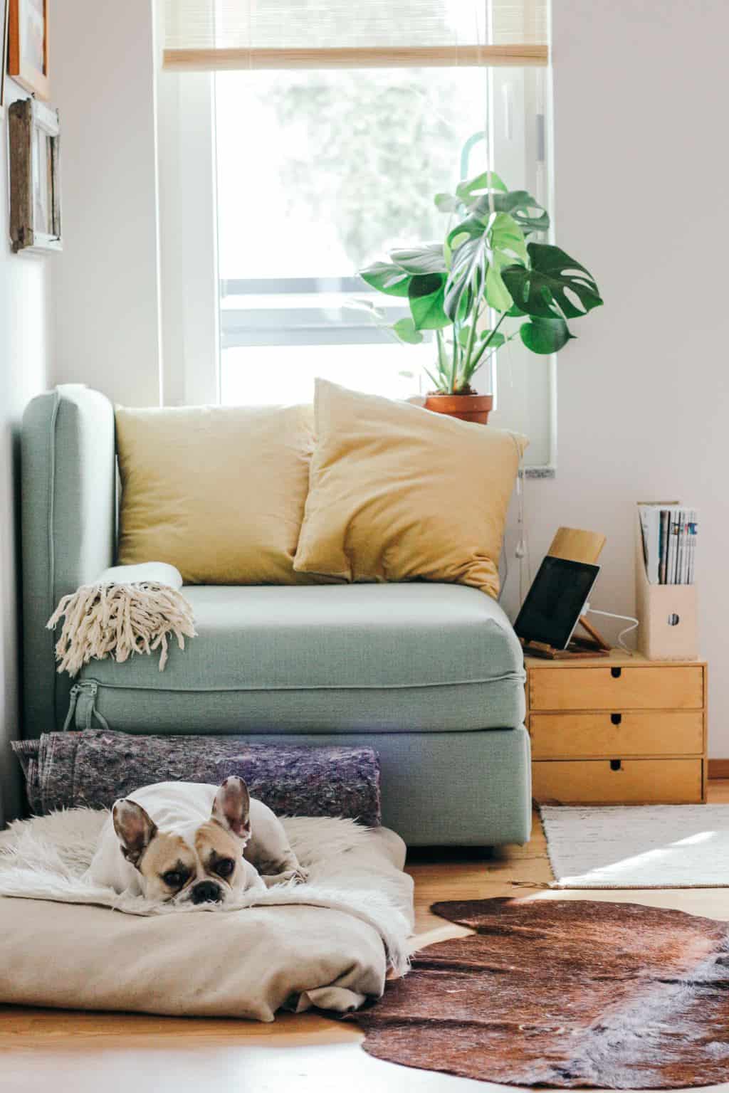 A dog lays on a rug in the corner of a living room.
