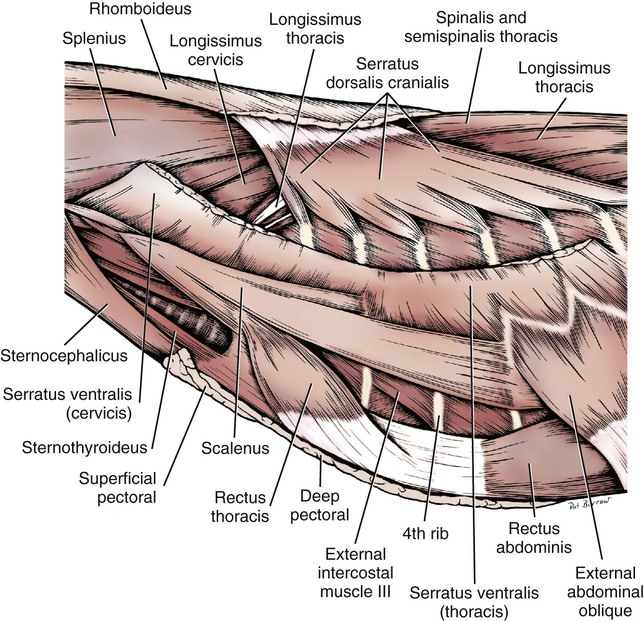 The Muscular System Veterian Key