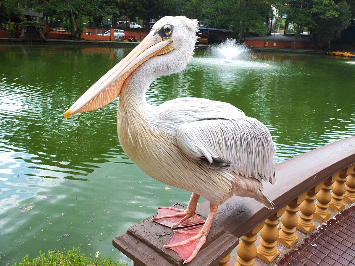 zoo johor