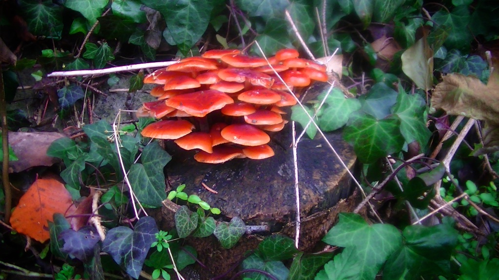 Grote Routepaden