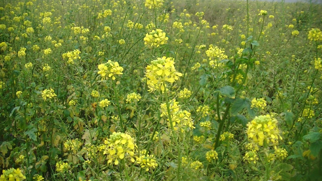GR 128 Vlaanderenroute