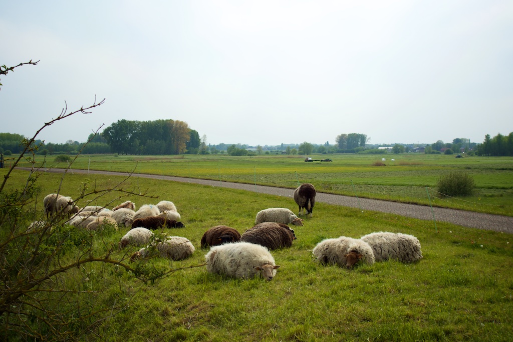 schapen