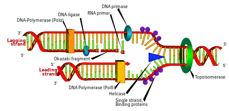 DNA Psplication