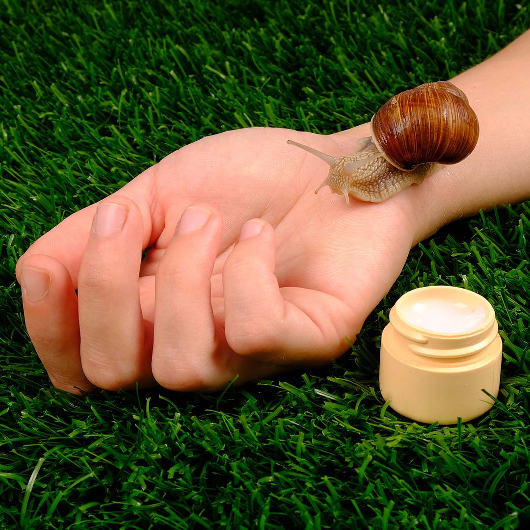 Bava Di Lumaca Proprieta Benefici E Controindicazioni Cosmoderma It