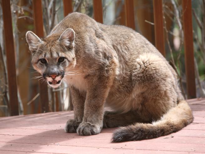 A mountain lion that was spotted at a north Boulder home in 2017. 