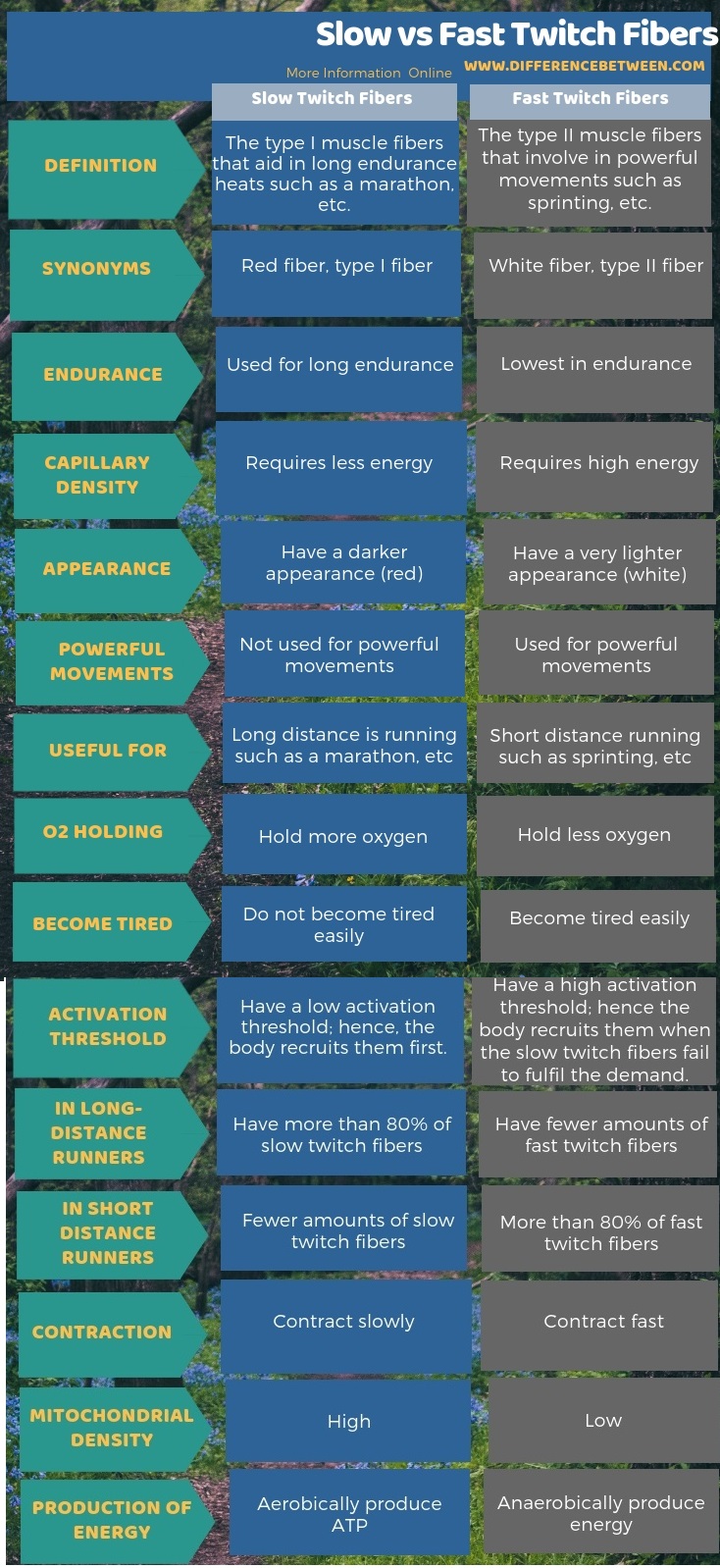 Difference Between Slow and Fast Twitch Fibers in Tabular Form