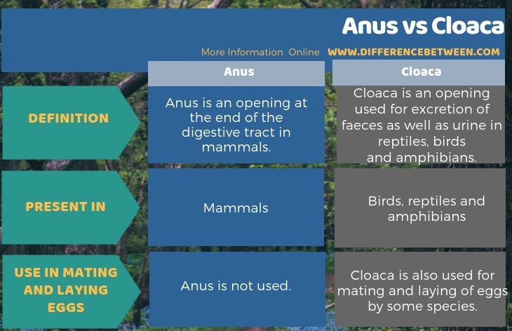 Difference Between Anus and Cloaca in Tabular Form