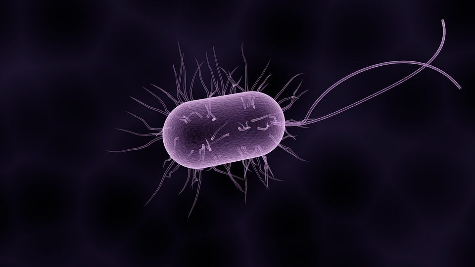 Difference Between Bacteria and Viruses_Fig 01