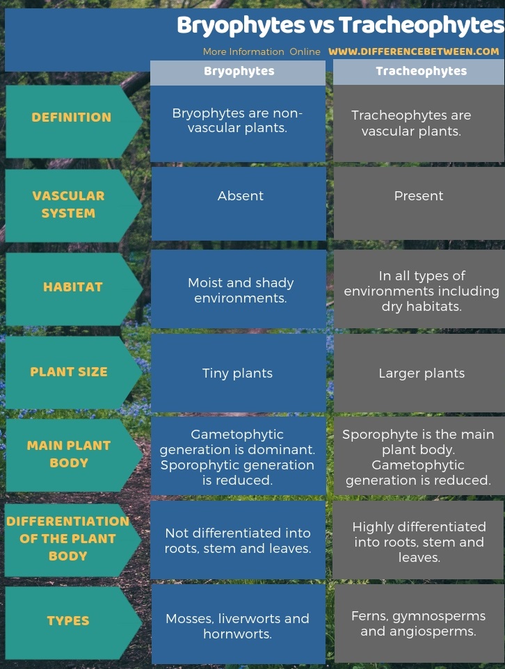 Difference Between Bryophytes and Tracheophytes in Tabular Form