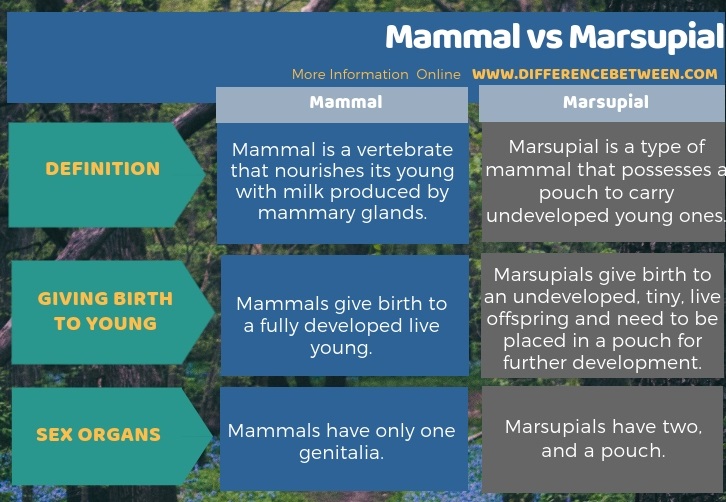 Difference Between Mammal and Marsupial in Tabular Form