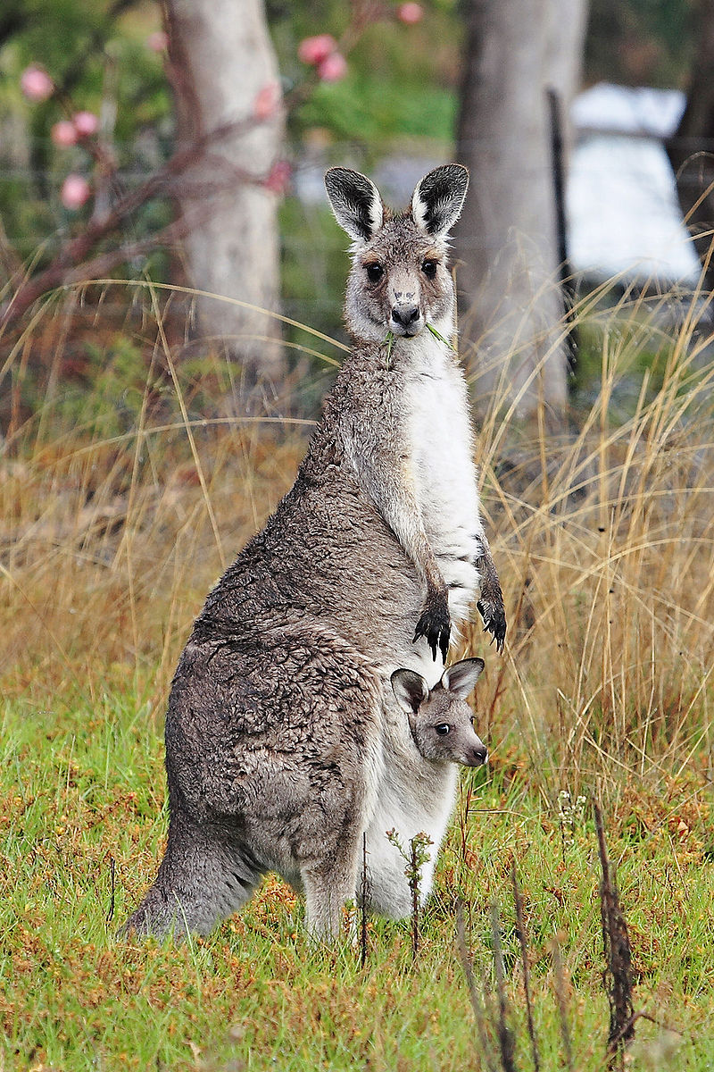 Key Difference Between Mammal and Marsupial 