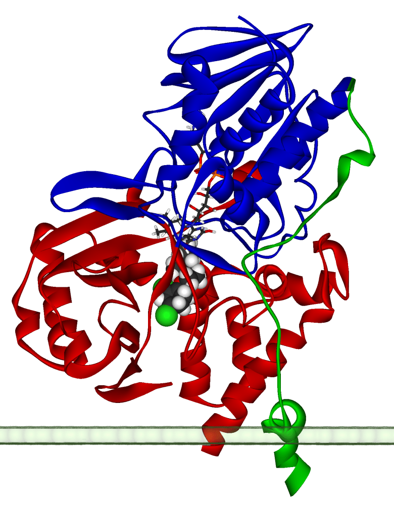 Difference Between Oxidases and Oxygenases