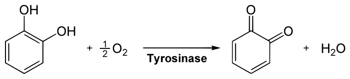 Key Difference Between Oxidases and Oxygenases