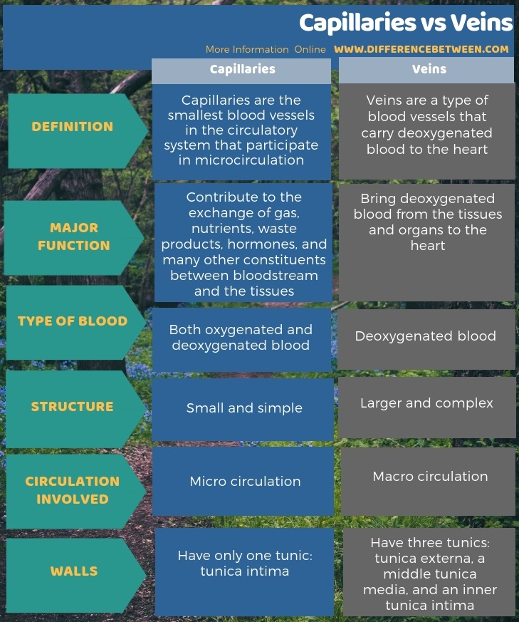 Difference Between Capillaries and Veins in Tabular Form