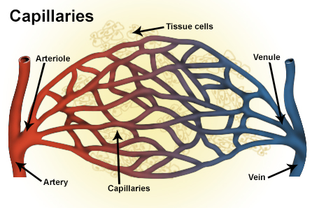 Difference Between Capillaries and Veins