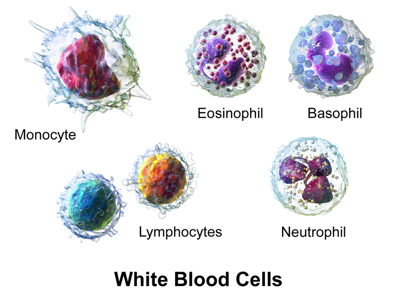 Difference Between Red Blood Cell and White Blood Cell