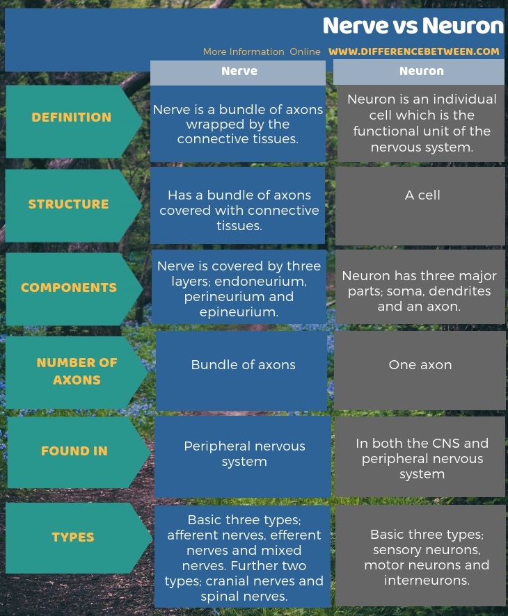 Difference Between Nerve and Neuron in Tabular Form