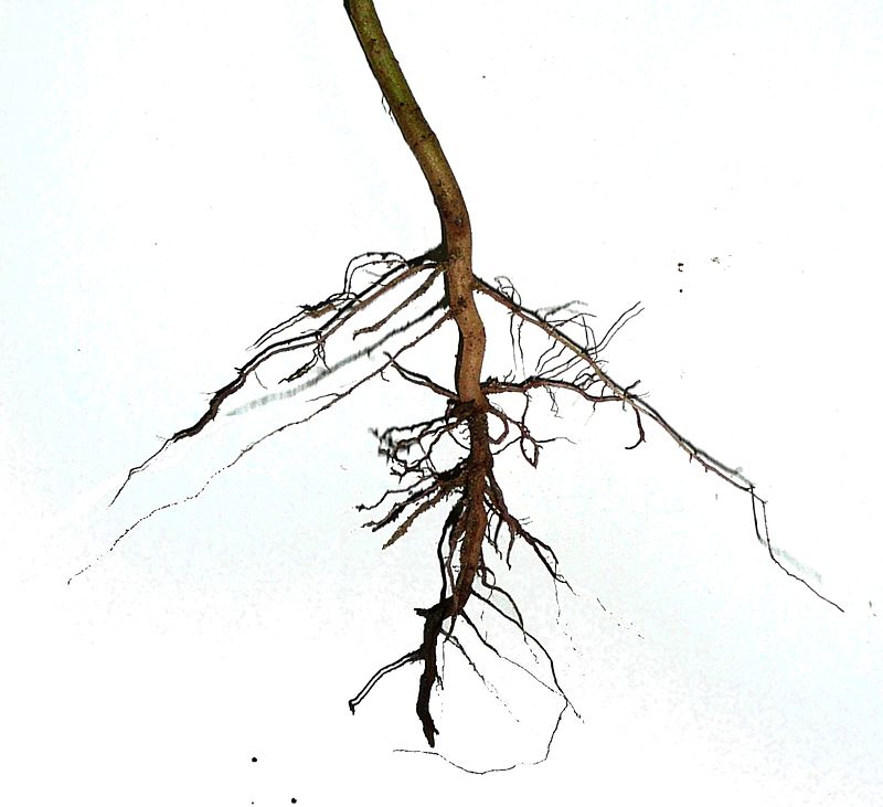 Key Difference - Tap Root vs Fibrous Root