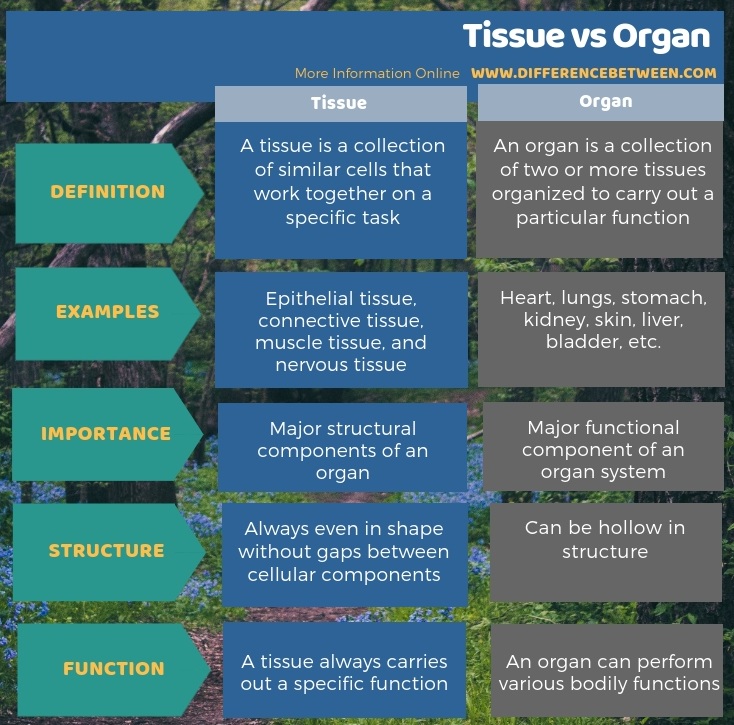 Difference Between Tissue and Organ - Tabular Form