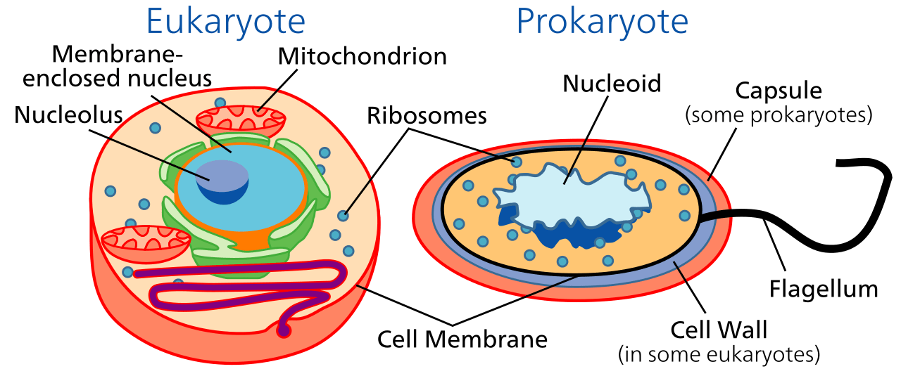 Difference Between Tissue and Cell