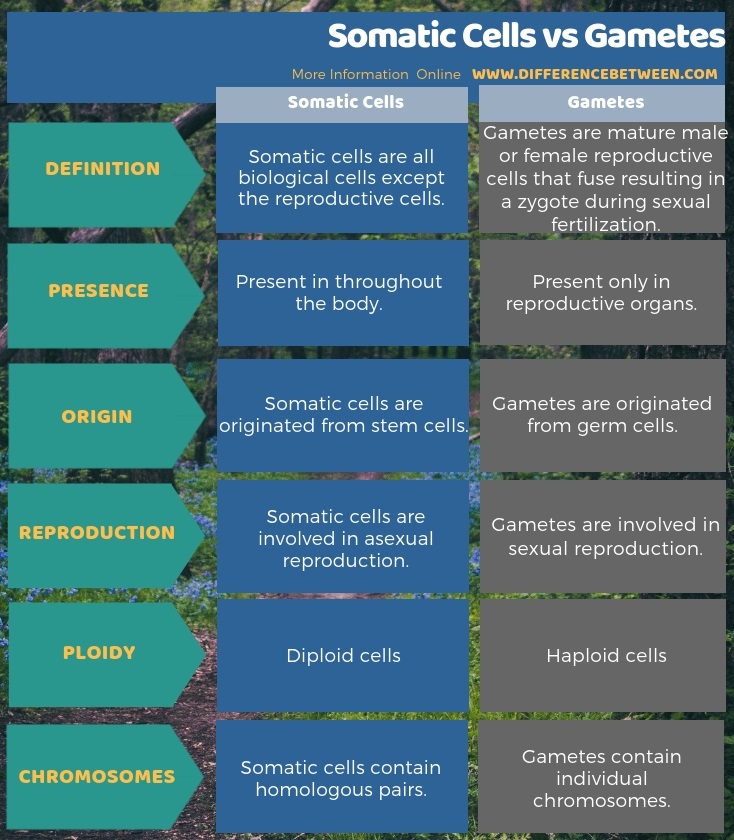 Difference Between Somatic Cells and Gametes in Tabular Form