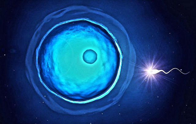 Difference Between Somatic Cells and Gametes