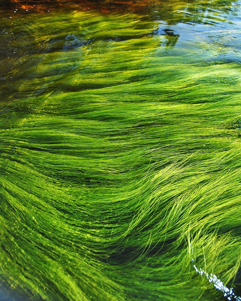 Difference Between Cyanobacteria and Algae