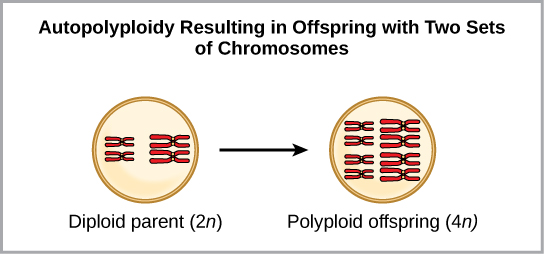 Key Difference Between Aneuploidy and Polyploidy