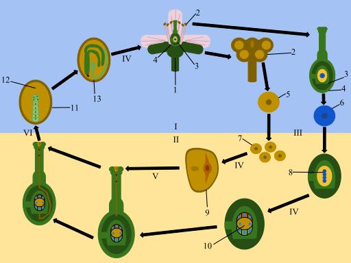 Key Difference Between External and Internal Fertilization 