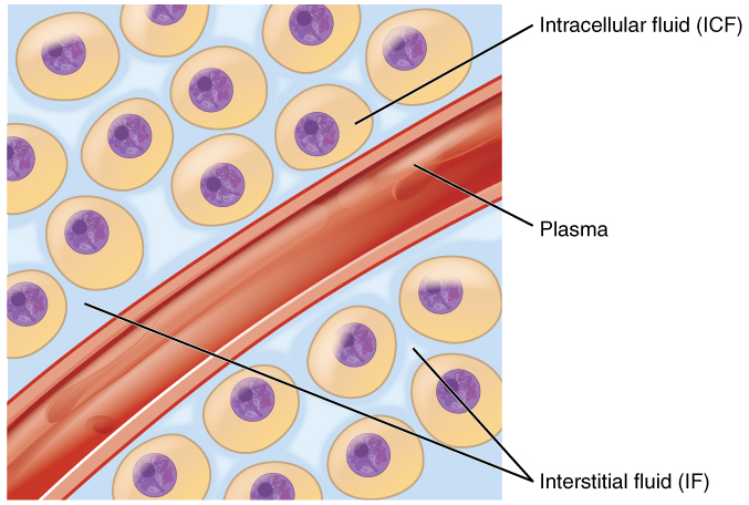 Difference Between Intracellular and Extracellular Fluids