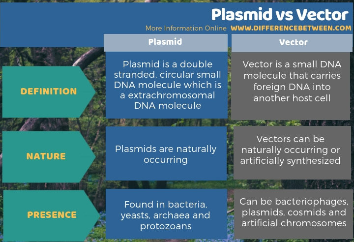 Difference Between Plasmid and Vector in Tabular Form