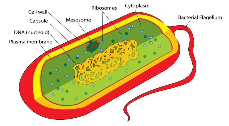 Difference Between Prokaryotic and Eukaryotic Genome 