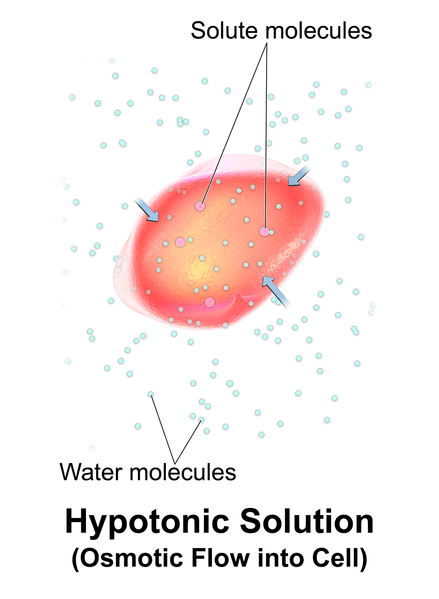 Difference Between Hypotonic and Hypertonic