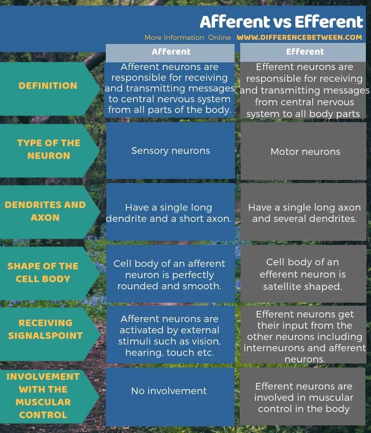 Difference Between Afferent and Efferent in Tabular Form