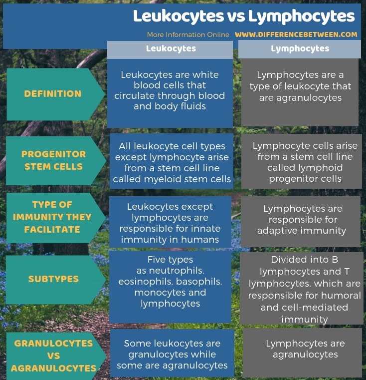 Difference Between Leukocytes and Lymphocytes in Tabular Form