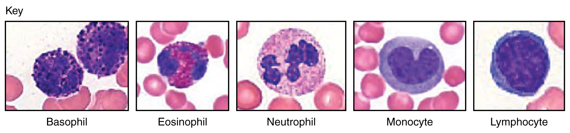 Difference Between Leukocytes and Lymphocytes