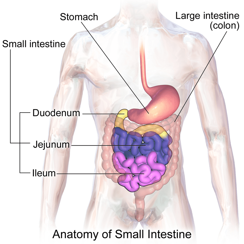 Difference Between Jejunum and Ileum