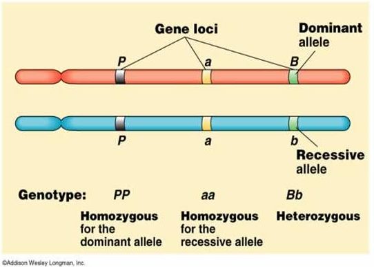 Difference Between Dominant and Recessive Allele