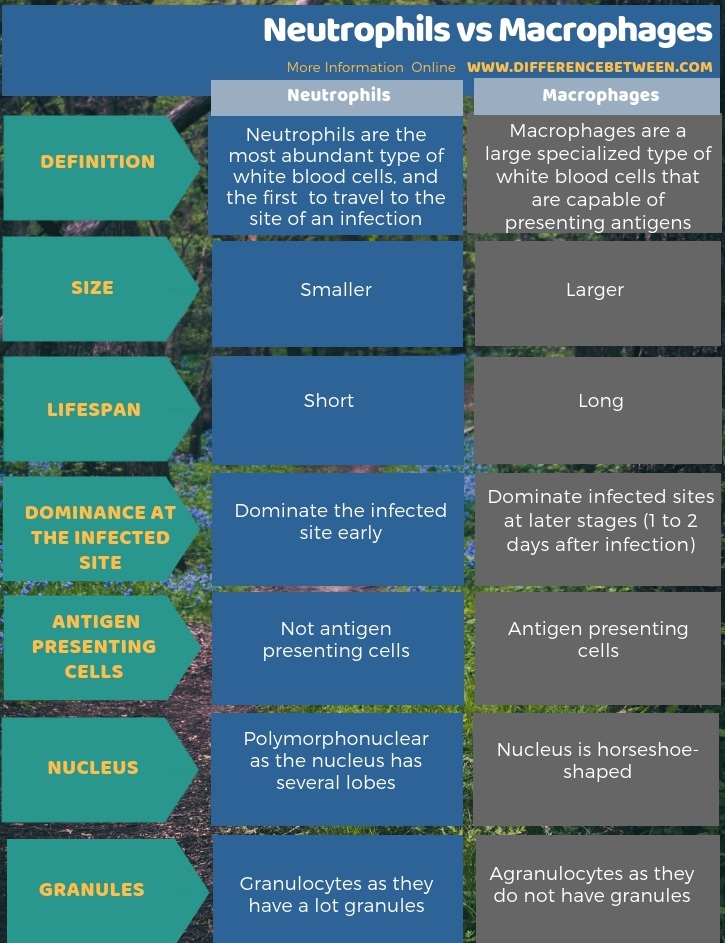 Difference Between Neutrophils and Macrophages - Tabular Form