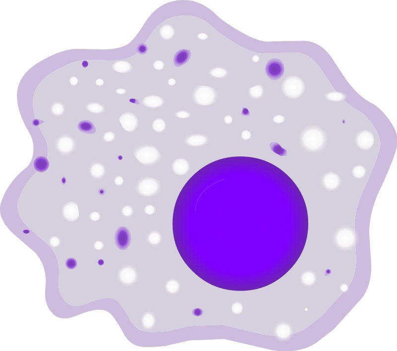 Difference Between Neutrophils and Macrophages