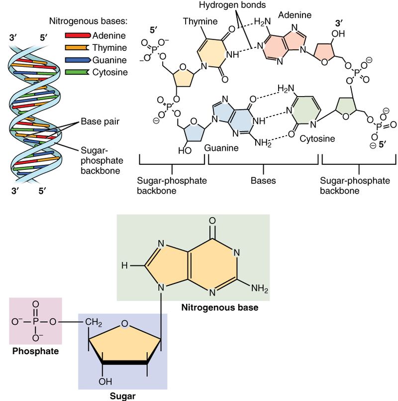 Difference Between Primary and Secondary Metabolites