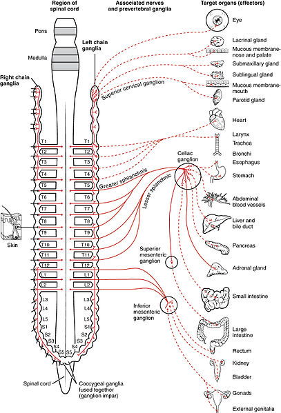 Difference Between Sympathetic and Parasympathetic Nervous System 