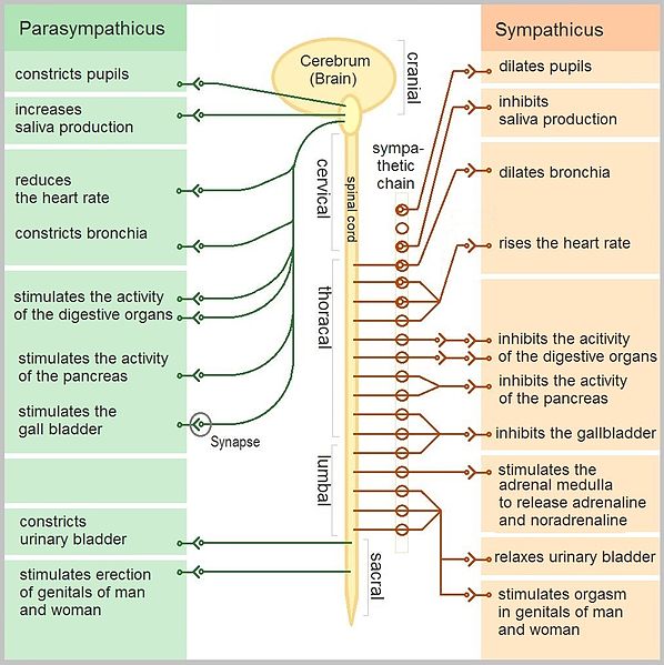 Key Difference Between Sympathetic and Parasympathetic Nervous System