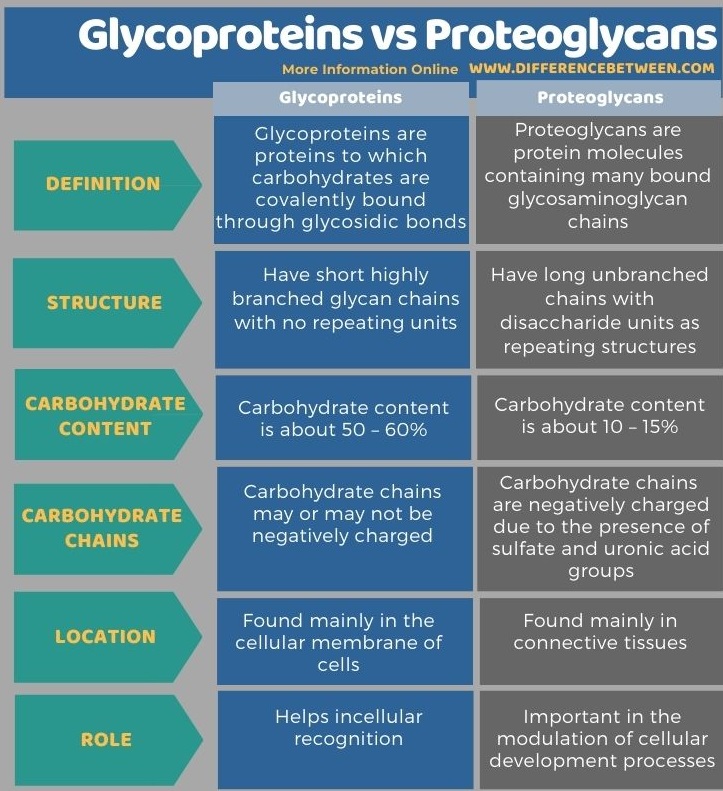 Difference Between Glycoproteins and Proteoglycans in Tabular Form